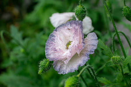 Poppy flowers in a backyard gardenの写真素材