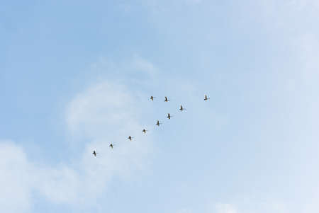 Flock of mute swans migrating south for the winter