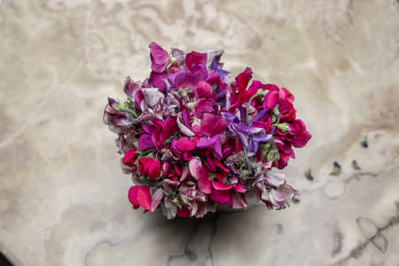 Purple sweet pea flowers blooming