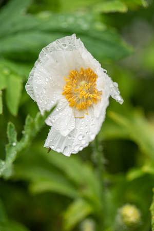 matilija poppy flower in rainの写真素材