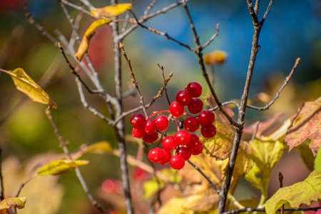 Fruits of Viburnum opulus in the autumn.