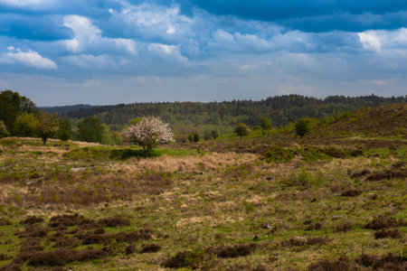 Lonely tree in blossom on a field.の写真素材
