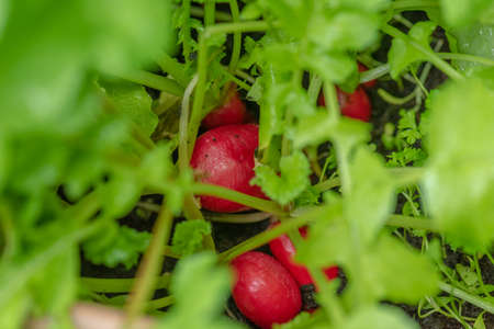 Ripe radishes grown at home on a balcony.