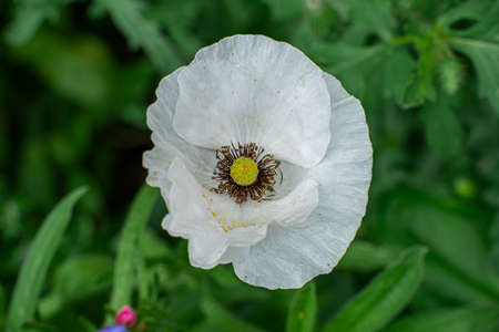 Poppy flowers in a backyard garden.の写真素材