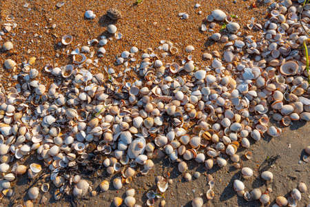 Small white shells on the sand of a beach.