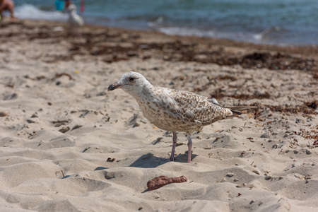 Young seagull walking on a sand beach.の写真素材