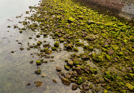 Stones in a river bed with green moss..の写真素材