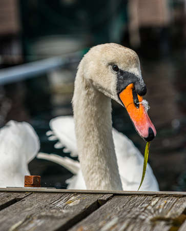 Mute swan swimming by the docks.の写真素材
