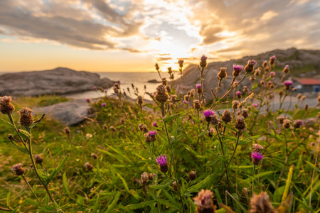 Purple flowers on cliffs in beautiful sunsetの写真素材