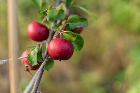 Red ripe apples hanging from a tree branschの写真素材
