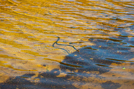 Grass snake, natrix natrix, swimming in a sunny lake..