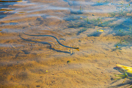 Grass snake, natrix natrix, swimming in a sunny lake..