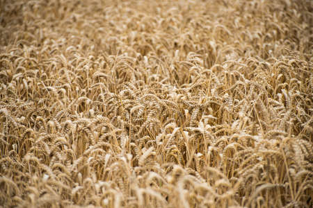 Details of a wheat field
