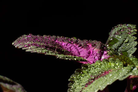Leaf detail of a painted nettle, Solenostemon scutellarioides..