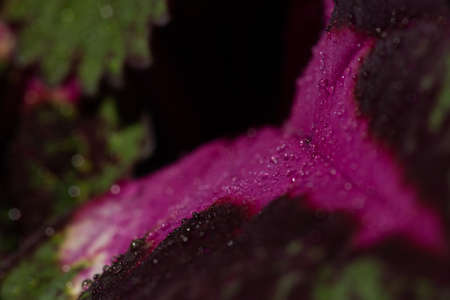 Leaf detail of a painted nettle, Solenostemon scutellarioides..の写真素材