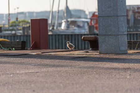 Gothenburg, Sweden - June 24 2021: A young bird running around on a quayのeditorial素材