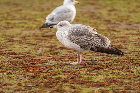 A great black-backed gull, Larus marinus, walking on grass