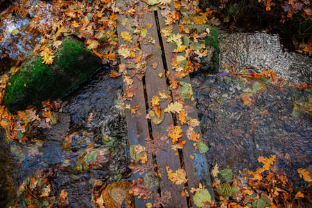 A nature boardwalk in a vibrant fall forest.