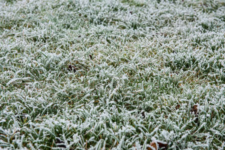 Frozen grass in a field.の写真素材