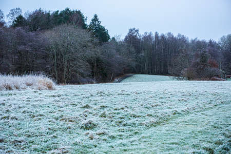 Frozen grass and trees in a park.の写真素材