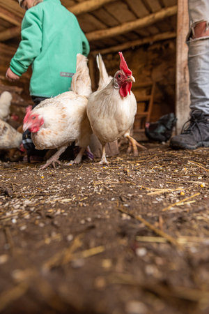 Hens in a hen house.の写真素材