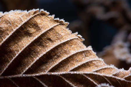 Brown and frozen leaves in winter.の写真素材