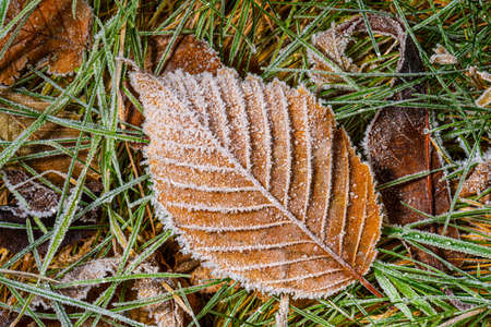 Brown and frozen leaf on grass.