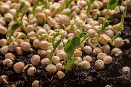 Fast growing pea sprouts from yellow split peasの写真素材