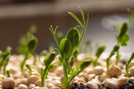Fast growing pea sprouts from yellow split peasの写真素材