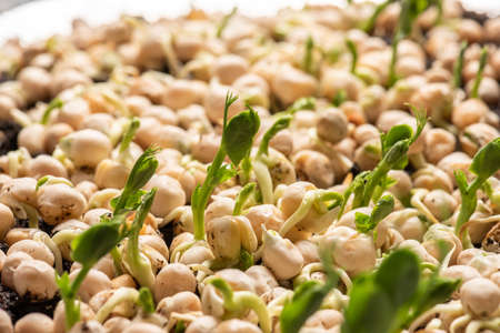 Fast growing pea sprouts from yellow split peasの写真素材