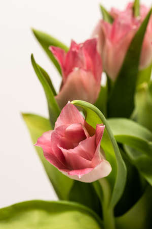 Details of a bouquet of pink tulipsの写真素材