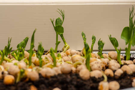 Fast growing pea sprouts from yellow split peasの写真素材