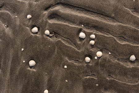 Small white shells in dark sand on a beachの写真素材