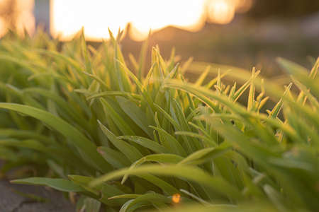 Grass leaves in beautiful sunset light.の写真素材