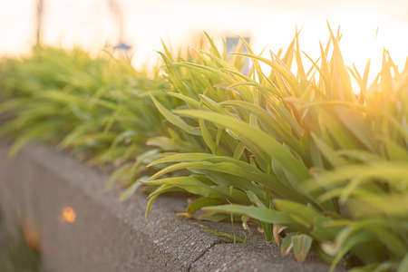 Grass leaves in beautiful sunset light.の写真素材