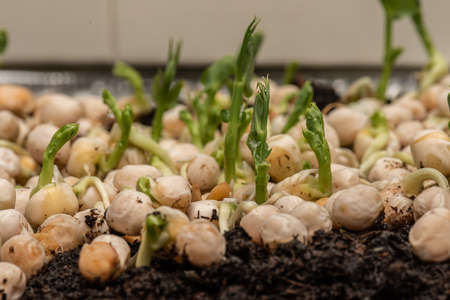 Fast growing pea sprouts from yellow split peasの写真素材