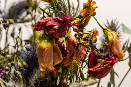 Colorful bouquet of dried flowersの写真素材