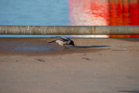 Crow eating crab scales om a pierの写真素材