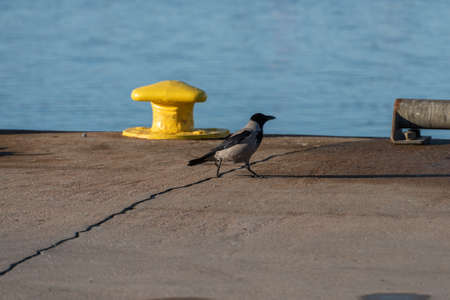 Crow walking past a yellow bollardの写真素材