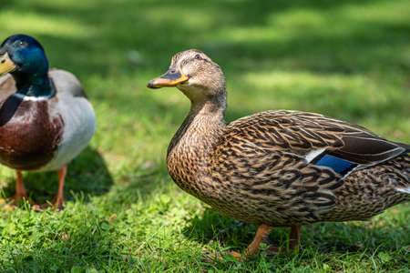 Two ducks on a grass fieldの写真素材