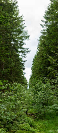 Cut down clearing in a forest to stop wildfire