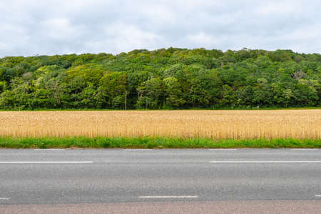 Forest, wheat field and roadの写真素材