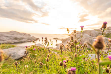 Purple flowers on cliffs in beautiful sunset
