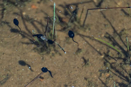 Small tadpoles swimming in shallow waterの写真素材