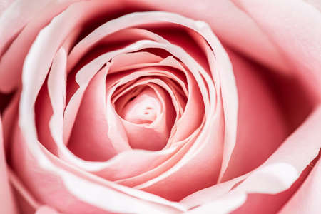 Gothenburg, Sweden - May 11 2021: Closeup macro photo of pink rose petalsの写真素材