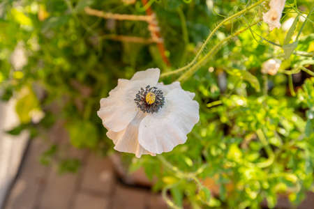 Blooming poppy flowers in summerの写真素材