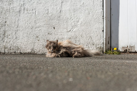 Old furry cat resting outside by a wallの写真素材