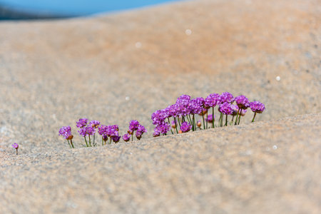 sea thrift Armeria maritima growing out of a small crack in a cliff by the sea