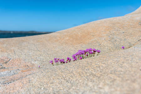 sea thrift Armeria maritima growing out of a small crack in a cliff by the seaの写真素材