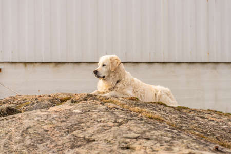 Old golden retriever dog resting on a small cliffの写真素材